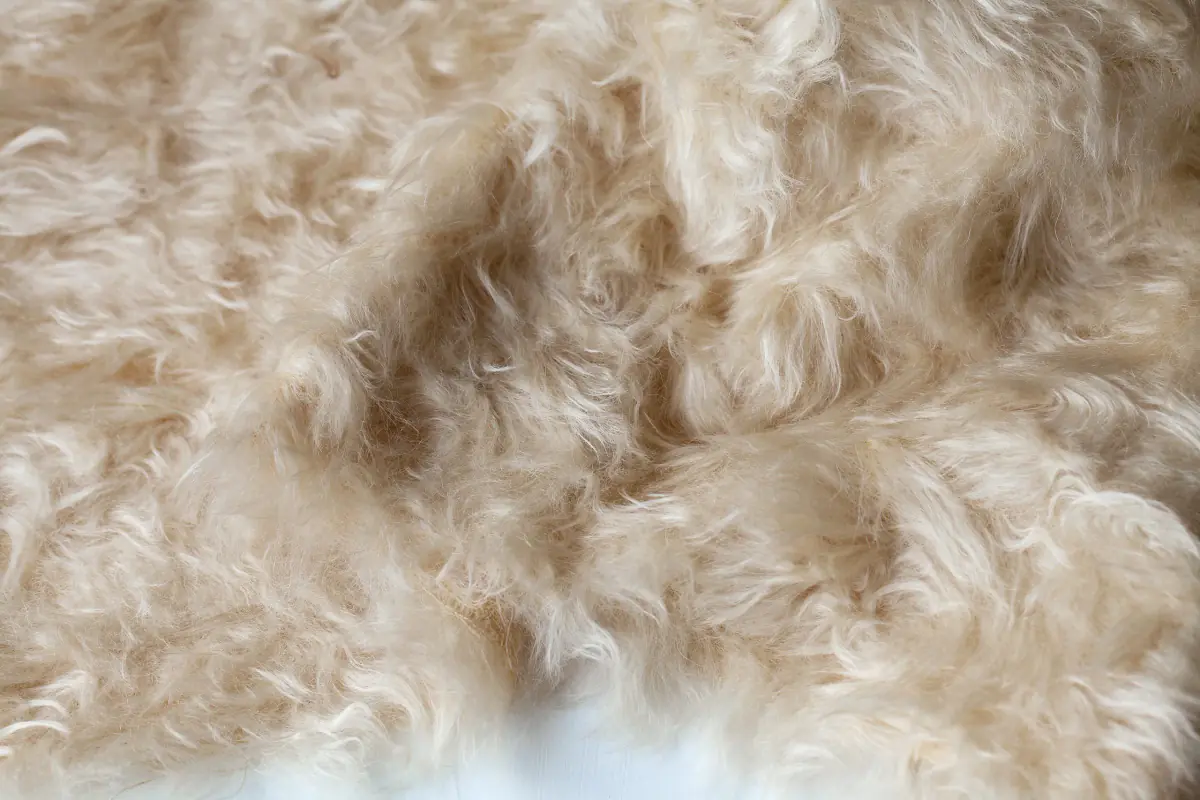 Pure Wool Carpet